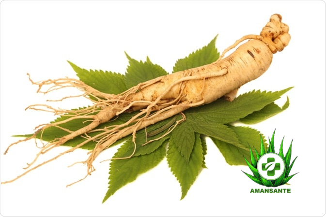Le Ginseng
