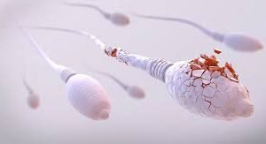 SpermoVital : Révolution Naturelle contre l’OATS