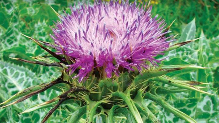 Le chardon-marie : une des Plantes Efficaces contre les Fibromes Utérins